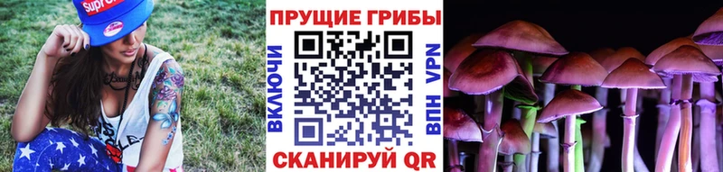 закладки  MEGA ссылка  Псилоцибиновые грибы Psilocybine cubensis  Нижнеудинск 